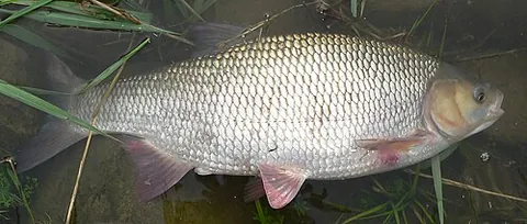 orfe: a fish, the ide, Leuciscus idus