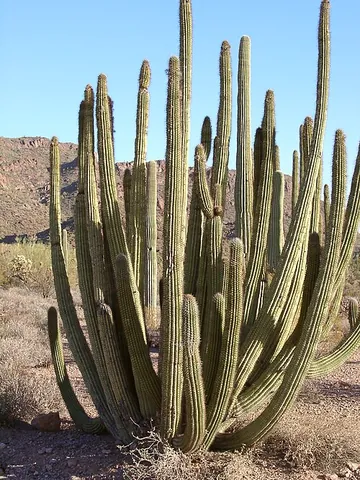 organ pipe cactus: a cactus (family Cactaceae) (Stenocereus thurberi, syn. Glandulicereus thurberi), widespread in...