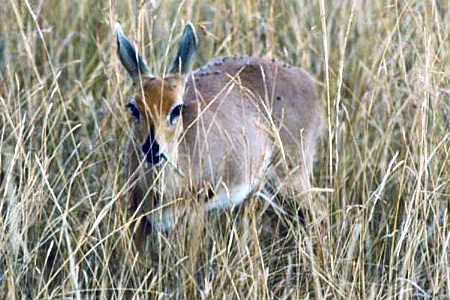 oribi: ourebia ourebi, a species of antelope