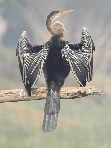 oriental darter: a bird (Anhinga melanogaster) of Southeast Asia