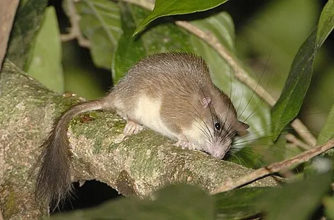 oriental dormouse: any member of the family Platacanthomyidae of rodents, of south Asia, southern China and adjacent...