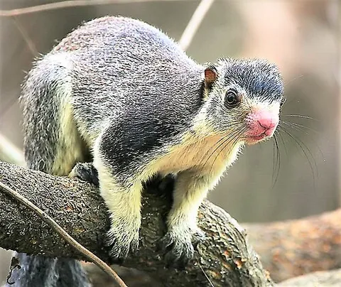 oriental giant squirrel: any member of the species of the genus Ratufa of native large tree squirrels of South and southeast...