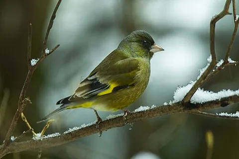 oriental greenfinch: chloris sinica, a small passerine bird in the finch family Fringillidae, native to East Asia
