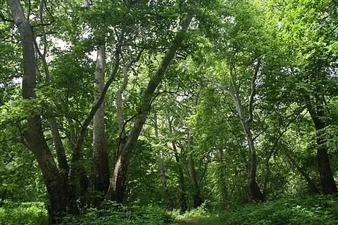 oriental plane: platanus orientalis, a deciduous tree known for its longevity and spreading crown