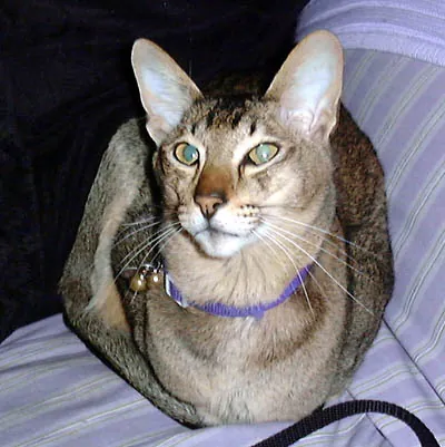 oriental shorthair: a domestic cat of a breed related to the Siamese