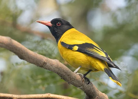 oriole: any of various colourful passerine birds, New World orioles of the genus Icterus (family Icteridae)...