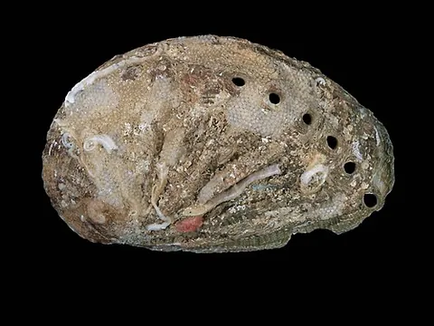 ormer: an abalone or sea-ear, particularly Haliotis tuberculata, common in the Channel Islands