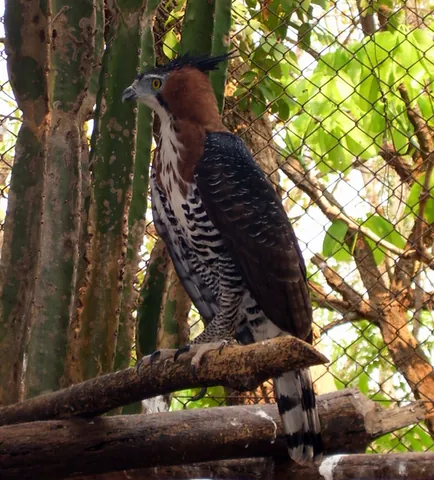 ornate hawk-eagle: spizaetus ornatus, a large bird of prey that is native to Central and South America