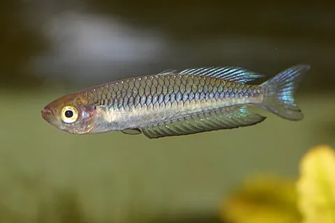 ornate rainbowfish: rhadinocentrus ornatus, a species of eastern-Australian rainbowfish