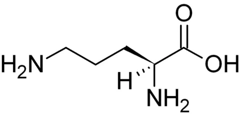 ornithine: an amino acid, 2,5-diaminopentanoic acid, that is not present in protein, but is an intermediate in...