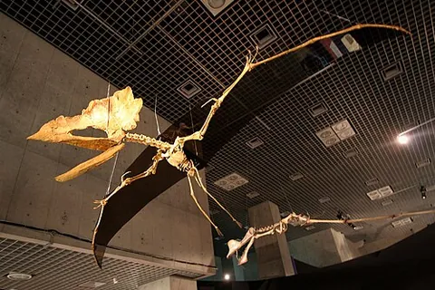 ornithocheiroid: any pterosaur of the clade Ornithocheiroidea
