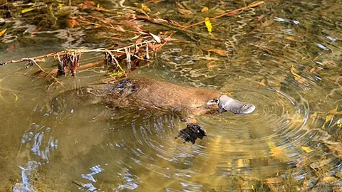 ornithorhynchus: a platypus (genus Ornithorhynchus)
