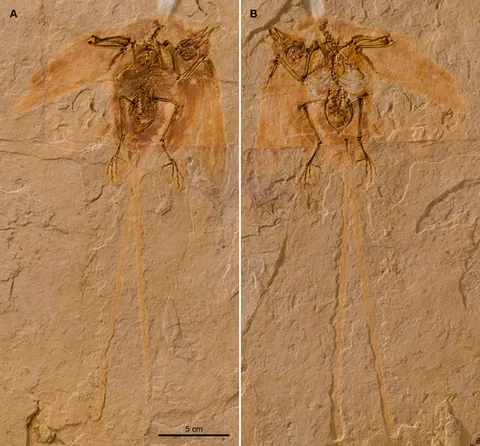 ornithothoracine: any avialan of the clade Ornithothoraces