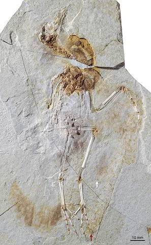 ornithuromorph: any bird of the group Ornithuromorpha