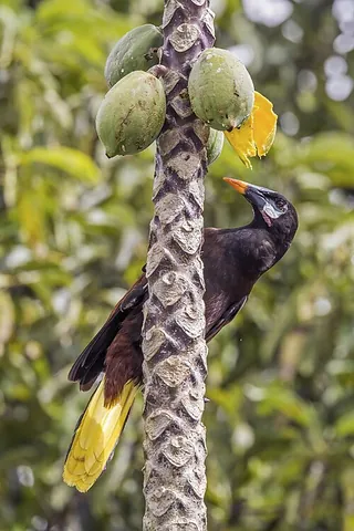 oropendola: any of a number of tropical birds related to the caciques, mostly in the genus Psarocolius, and,...