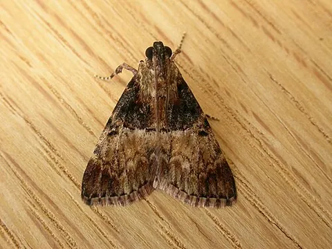 orthagan: any pyralid moth of the genus Orthaga