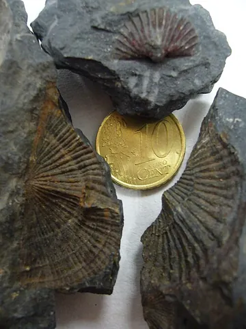 orthid: a brachiopod shell of the genus †Orthis (or allied genera) in the family †Orthidae
