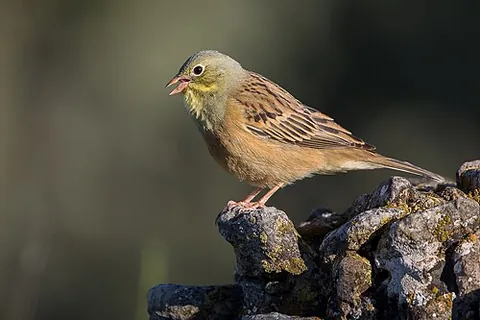 ortolan bunting: emberiza hortulana, a passerine bird in the bunting family Emberizidae
