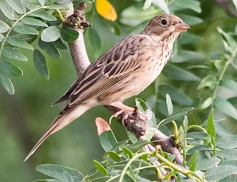 ortolan: a small European migratory bunting (Emberiza hortulana), once eaten whole as a delicacy