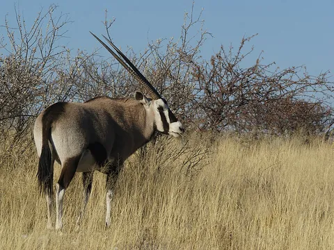 oryx: any of several antelopes, of the genus Oryx, native to Africa, which have long, straight horns