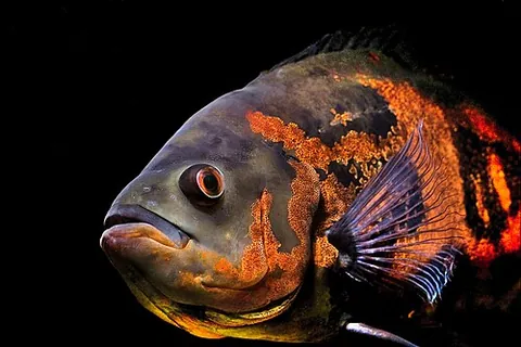 oscar: a cichlid fish of species Astronotus ocellatus, native to South America, sometimes kept in aquariums