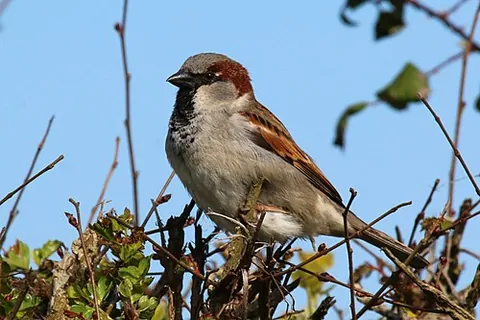 oscine: of or pertaining to songbirds (suborder Passeri)