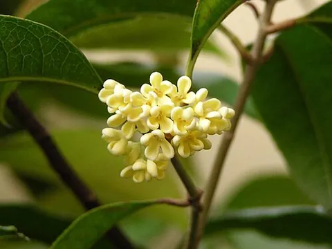 osmanthus: any of several widely distributed evergreen flowering plants, of the genus Osmanthus