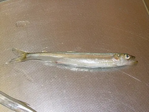 osmerid: any fish of the family Osmeridae, a smelt