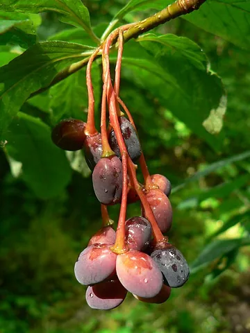 osoberry: a plant of species Oemleria cerasiformis (Indian plum), a shrub native to the Pacific coast and...