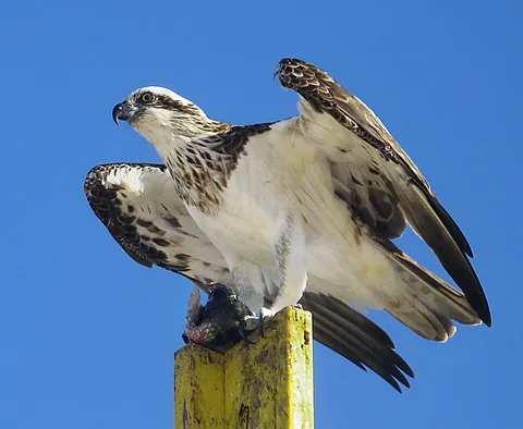 osprey: a bird of prey of genus Pandion that feeds on fish and has white underparts and long, narrow wings...