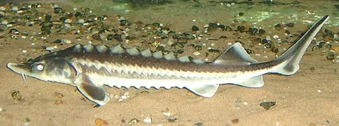osseter: acipenser gueldenstaedtii, the Russian sturgeon
