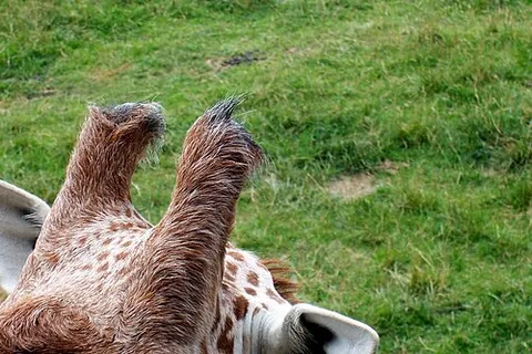 ossicone: either of the horn-like protuberances on the heads of giraffes and male okapi. Some extinct species...