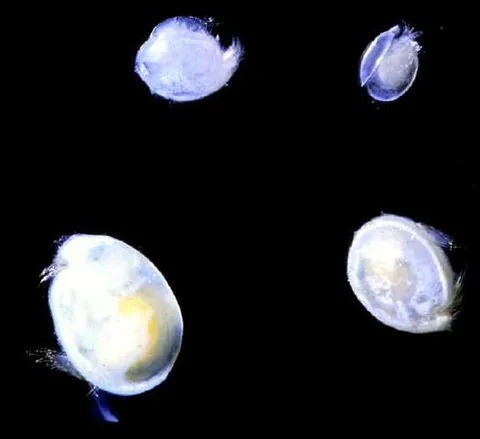ostracod: any of many small crustaceans, of the class Ostracoda, that resemble a shrimp enclosed in a bivalve...