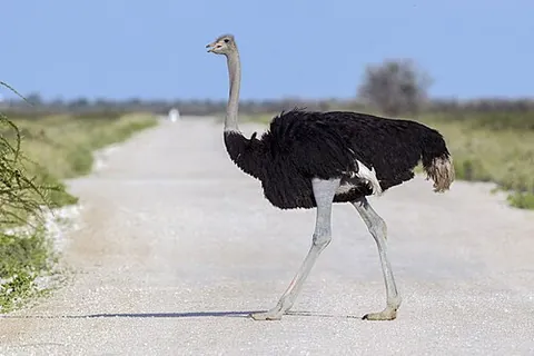 ostrich: a large flightless bird of the order Struthioniformes