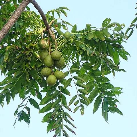 otaheite apple: a fruit native to Pacific islands such as Tahiti