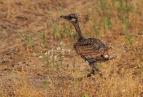otidid: any species of the bustard family Otididae