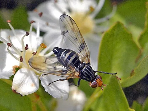 otitid: any species of the family Otitidae (now Ulidiidae) of picture-winged flies