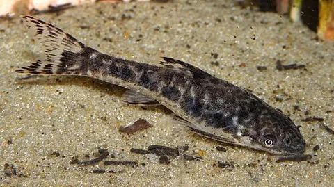 otocinclus: any member of the species of small South American freshwater fish of the genus Otocinclus, popular...