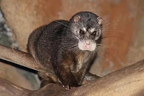 otter civet: a semi-aquatic civet found in Southeast Asia, Cynogale bennettii