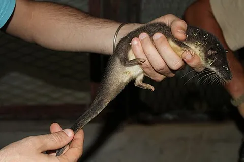otter shrew: a semiaquatic riverine afrotherian mammal (taxonomic family Potamogalidae) indigenous to...