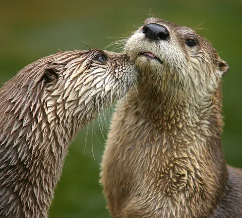 otter: an aquatic or marine carnivorous mammal in the subfamily Lutrinae