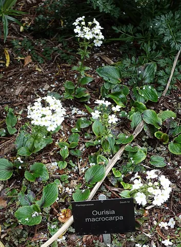 ourisia: any plant of the genus Ourisia