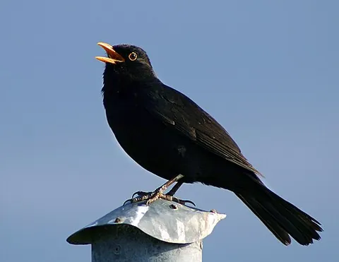 ouzel: a Eurasian blackbird (Turdus merula)
