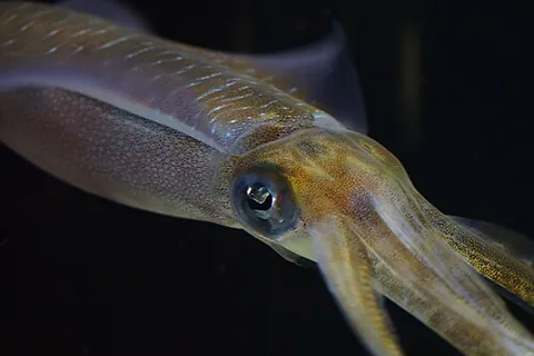 oval squid: a type of squid with large, rounded fins resembling a cuttlefish, Sepioteuthis lessoniana