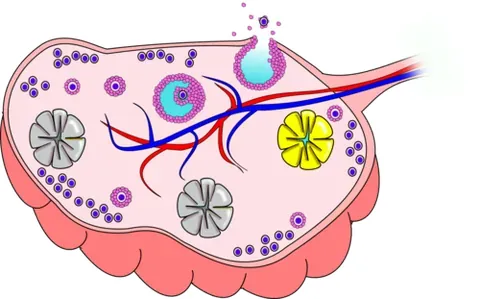 ovary: a female reproductive organ, often paired, that produces ova in most animals, and in mammals,...