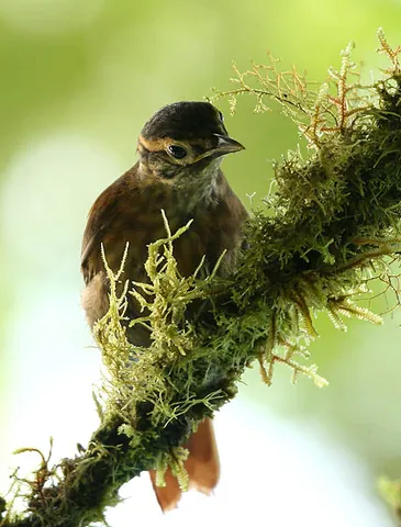 ovenbird: originally, any of several small European birds that build dome-shaped nests; such as the...