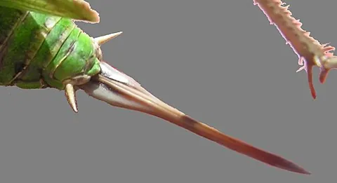 ovipositor: a tubular protruding organ for laying eggs