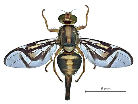oviscape: the basal part of the ovipositor of some species of insects, typically the non-retractile sheath...
