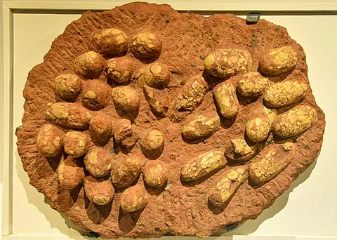 ovulite: a fossil egg