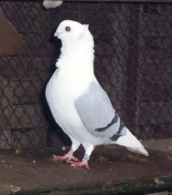 owl pigeon: a generic name for several pigeon breeds